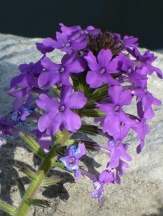 Homestead Purple Verbena, Verbena x 'Homestead Purple', Glandularia x 'Homestead Purple'